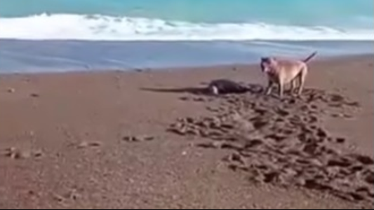 Feroz ataque grabado en la costa: un pitbull mordió a una cría y buscan a su dueño