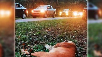 Quebró el límite de velocidad y atropelló y mató a un puma en el Parque Nacional Iguazú
