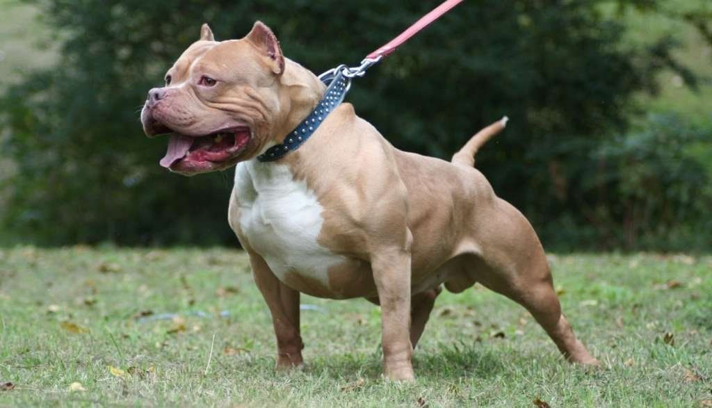 Un joven con síndrome de down fue asesinado por su perro pitbull