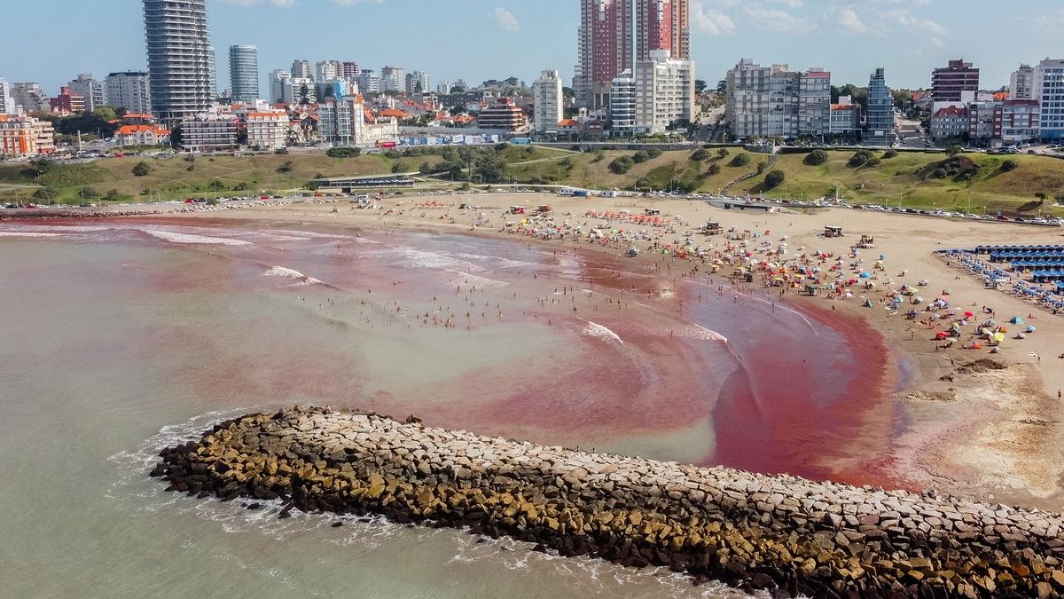 La marea roja generó preocupación en Mar del Plata.&nbsp;