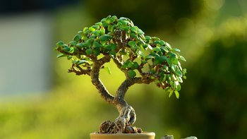 SIGNIFICADO: colocar ajo debajo del árbol de Jade
