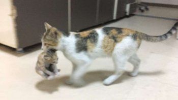 Una gata llevó a su cría enferma a la guardia de un hospital y los médicos lo atendieron