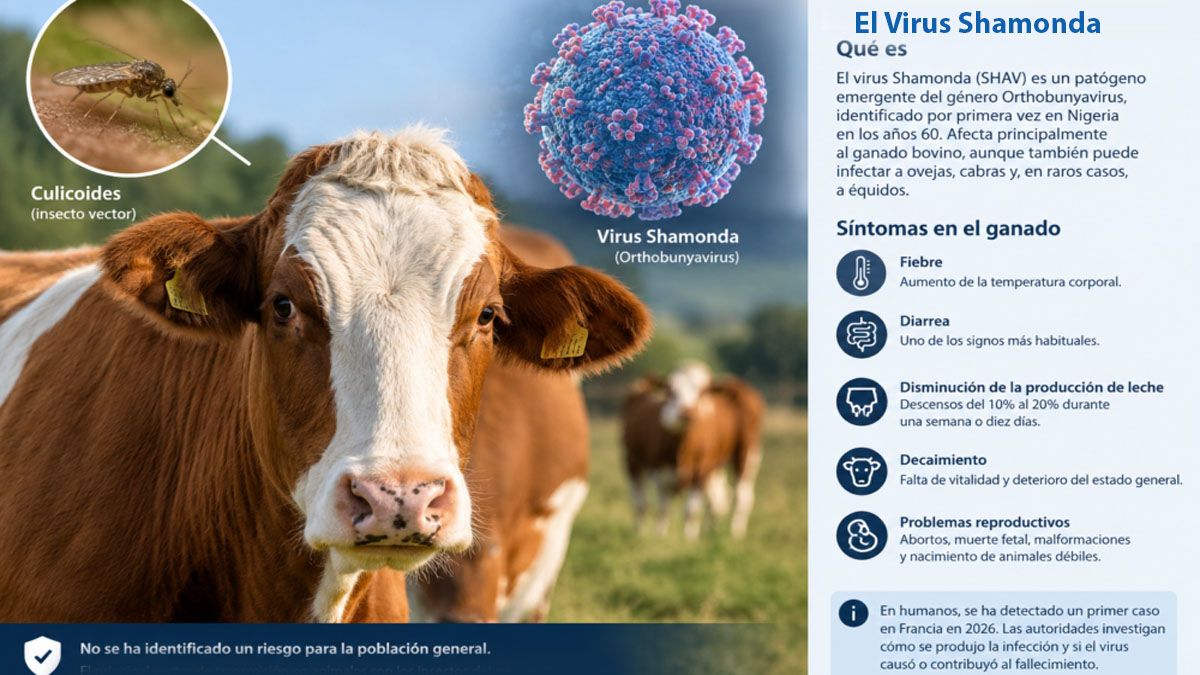 Cómo es el virus de Shamonda y cómo se contagia. (foto: A24.com)