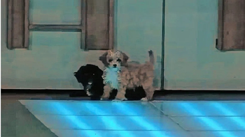 Los divertidos y tiernos memes por el ingreso de los perritos Moro y Caramelo a la casa de Gran Hermano 2022