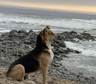 Vaguito, el perro que espera en la playa a su dueño que jamás regresará