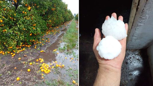Revés para los cítricos en Entre Ríos: las fotos del duro temporal de granizo que causó graves pérdidas