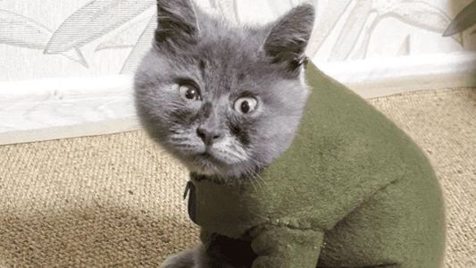 Un gatito de Rusia que nació con complicaciones fue adoptado y se transformó en una celebridad de las redes