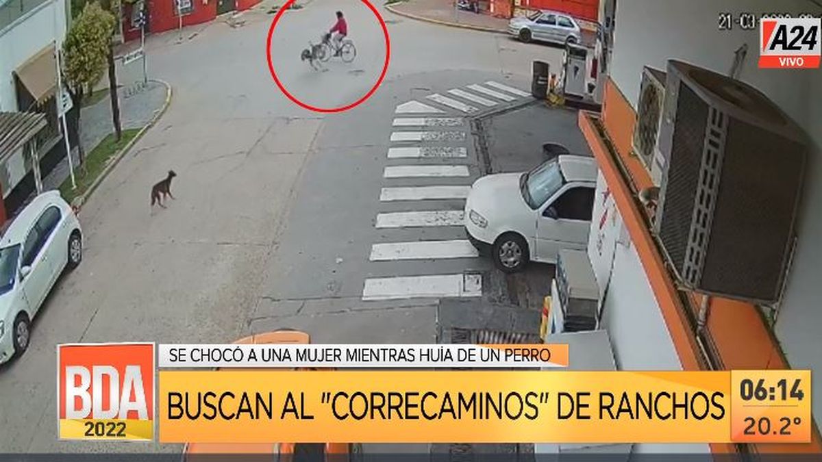 Insólito: un ñandú atropelló a una mujer en bicicleta. (Captura de Tv)