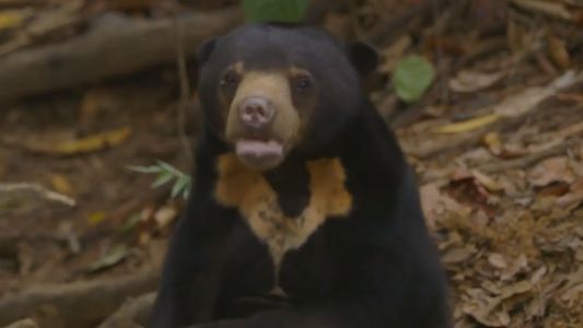 Escándalo por osos humanizados en un zoológico de China