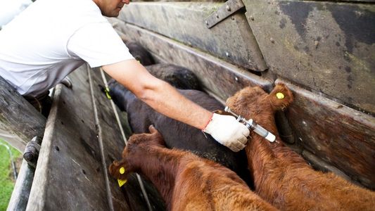 Sigue la polémica por la vacuna contra la aftosa: los laboratorios advierten sobre un escenario de riesgo