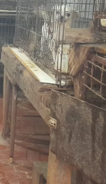 Más de 500 animales fueron rescatados de un criadero clandestino en Adrogué