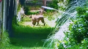 Alerta en Escobar por un puma suelto cerca de un barrio privado: piden no acercars Alerta en Escobar por un puma suelto cerca de un barrio privado: piden no acercars