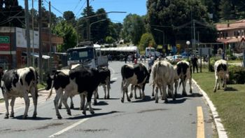 Caos en la ruta: un camión perdió los frenos, chocó y 23 vacas quedaron sueltas en una ruta