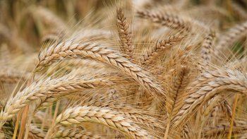 ¿Puede caer la siembra de trigo en la Argentina?: la maldición de no entender un momento extraordinario