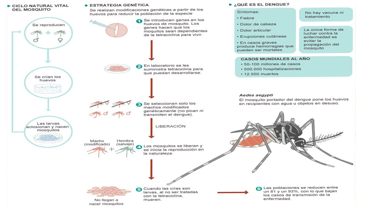 ingeniería genética, otra herramienta contra el dengue. (Foto: Gentileza UNAM)