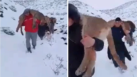 Impactante video viral de la caza ilegal de pumas: ¿Qué dicen los expertos sobre este aberrante hecho?