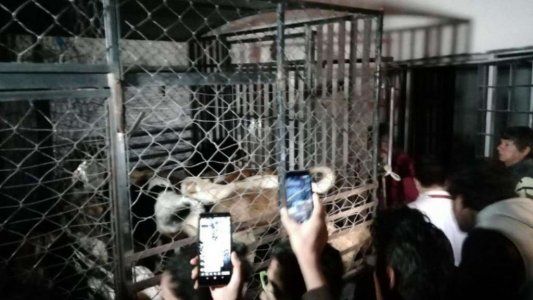 Conmoción: una mujer robaba perros para matarlos y vender la carne
