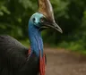 Casuario: el ave gigante de cabeza azul que parece salida de la era de los dinosaurios
