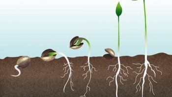 ¿Cómo germinar semillas? Te enseñamos todos los trucos