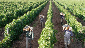 “La sequía, los granizos y las heladas se llevaron la mitad de la producción”, advirtió Coninagro. (Foto archivo) “La sequía, los granizos y las heladas se llevaron la mitad de la producción”, advirtió Coninagro. (Foto archivo)