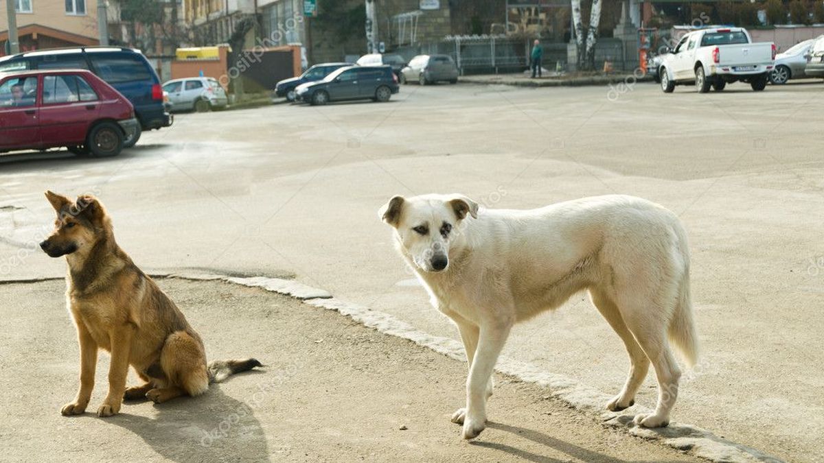 Crueldad en Río Negro: denuncian que aparecieron perros callejeros con un curioso símbolo tatuado en las orejas