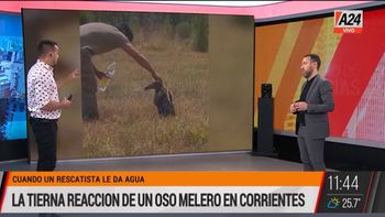 Incendios en Corrientes: la tierna reacción de un oso melero