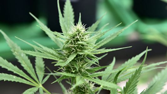 Cannabis: por primera vez, dos empresas argentinas se unen para desarrollar productos farmacéuticos