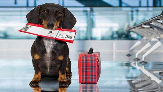 Vacaciones de verano: ¿Cómo sacar el permiso para viajar con perros y gatos?