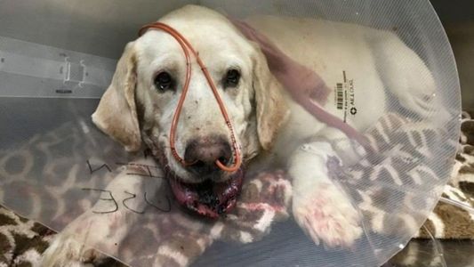 Un perro salvó a su dueño del ataque de una serpiente venenosa