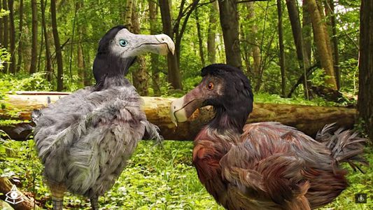 El experimento científico para volver a la vida al Dodo, la mítica ave extinta de las islas Mauricio
