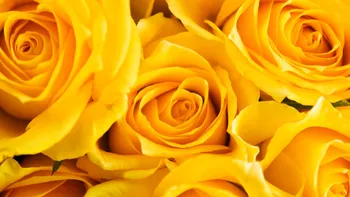 Cada 21 de septiembre, regalar flores amarillas se convirtió en un gesto romántico y simbólico que celebra la primavera, la alegría y los nuevos comienzos.