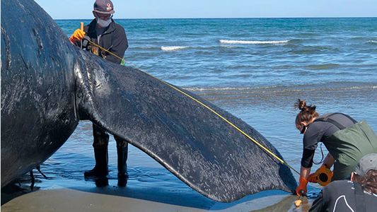 Ya son 15 las ballenas muertas en Península Valdés y el gobierno de Chubut intervino en la investigación