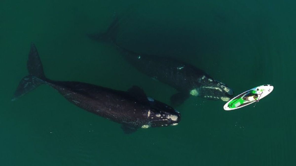 Capturan video de ballena jugando con una tabla en Puerto Madryn
