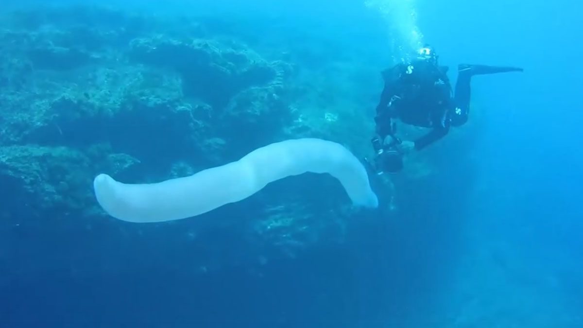 Extrañas criaturas que por el calentamiento global afectan la vida en el mar (Foto: captura de TV).