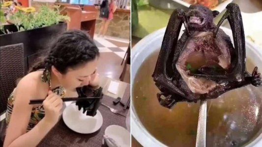 En China continúan vendiendo murciélagos para comer pese al peligro por el coronavirus