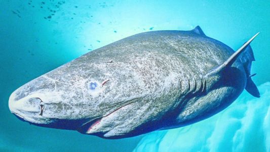 Descubrieron al animal más longevo del mundo: puede vivir 500 años, es ciego y habita a 2000 metros de profundidad