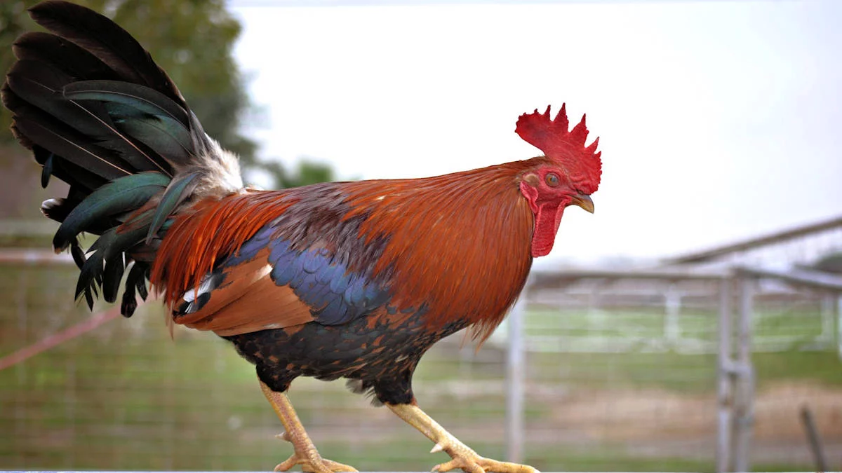 Tu gallo es una tortura: el insólito reclamo judicial de una pareja que demandó a un Tu gallo es una tortura: el insólito reclamo judicial de una pareja que demandó a un