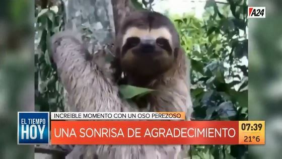 Virales: el día que el perezoso ganó velocidad en Brasil