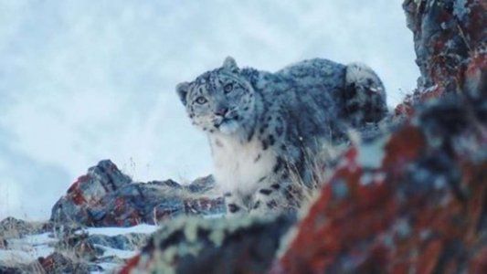Captan por primera vez en años al leopardo de las nieves, una de las especies más misteriosas del mundo