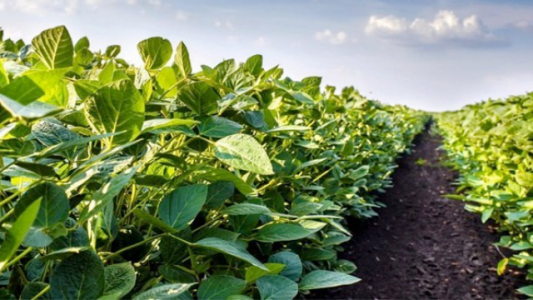 Panorama: mientras la siembra de soja entra en el tramo final, las últimas lluvias mejoraron la oferta hídrica