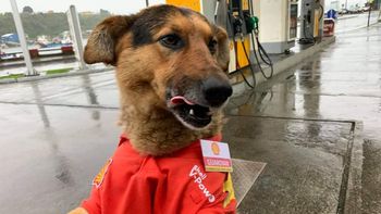 La emotiva historia del perro Guardián que fue adoptado en una estación de servicio y ahora trabaja con ellos