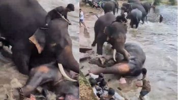 El impactante momento en que dos elefantes aplastaron y mataron a una turista en un santuario