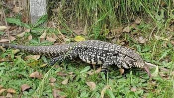 ¡Insólito! Un lagarto salió por el inodoro de un hotel y asustó a dos turistas