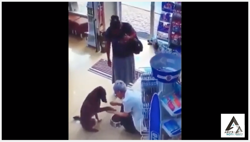 Un perro callejero entra en una farmacia y muestra la pata herida