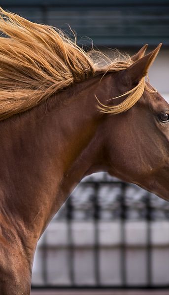 Confirman el primer caso de Encefalitis Equina del Oeste en un humano en Santa Fe