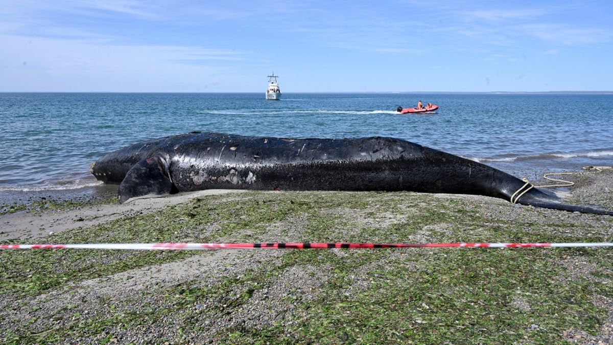 Otras tres ballenas aparecieron muertas en la Península de Valdes.