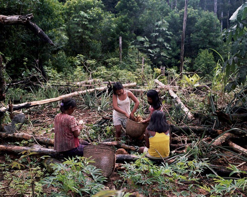 Los pueblos originarios ocupan una quinta parte de la superficie de América Latina y así ayudan en la reducción de emisiones de carbono.
