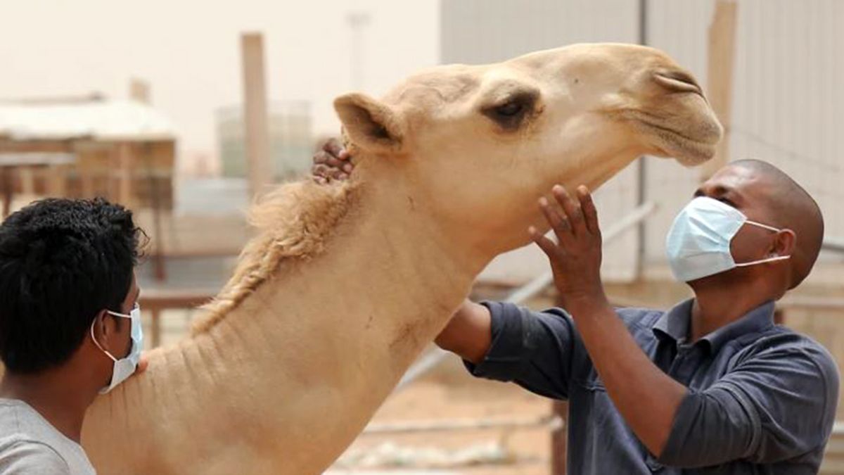 El virus del camello (MERS) es un tipo de coronavirus con una alta tasa de mortalidad entre pacientes con enfermedades preexistentes. (Foto: AFP)