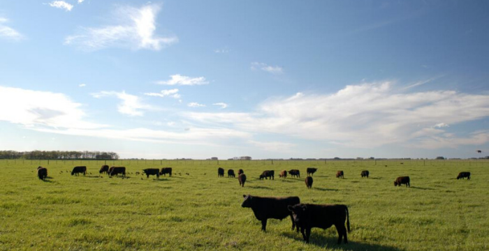Desde 2002 se perdió el 32% de los establecimientos de ganadería bovina