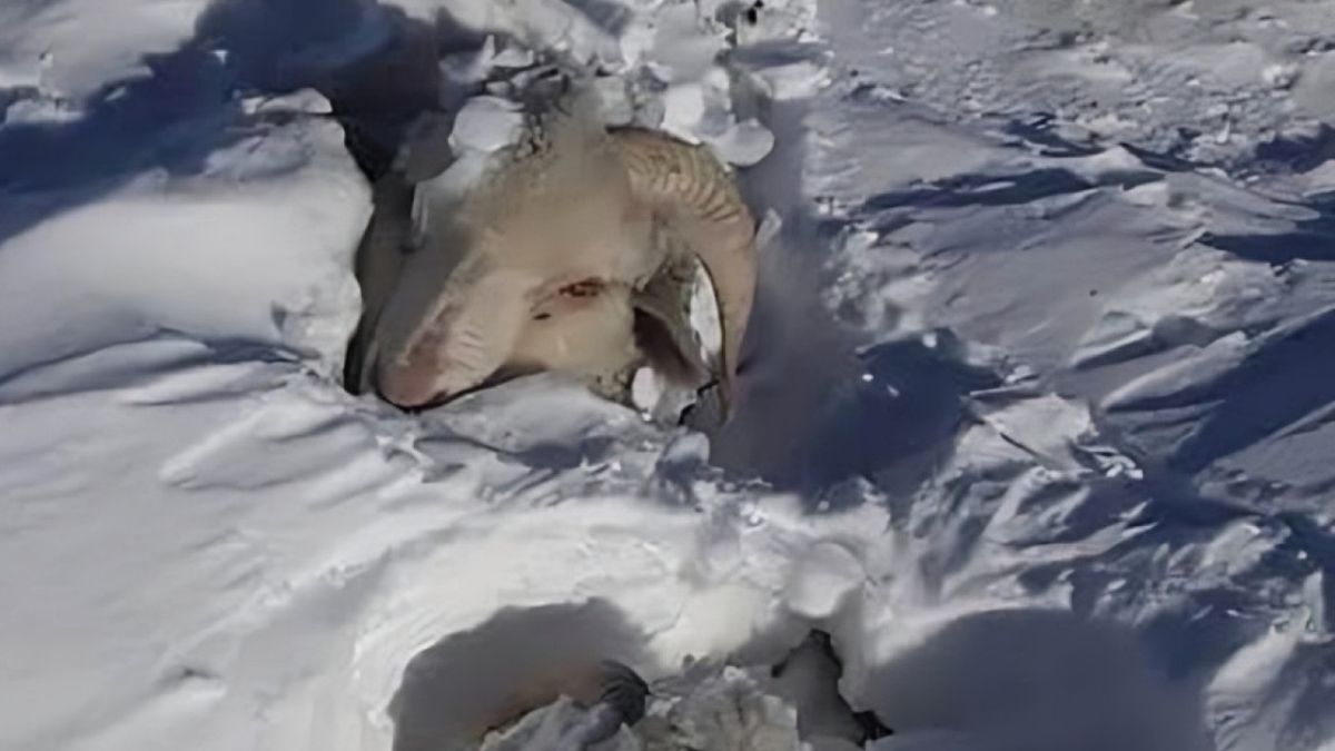 Santa Cruz y una postal desgarradora: tras el descongelamiento encuentran miles de animales muertos, la mayoría ovejas